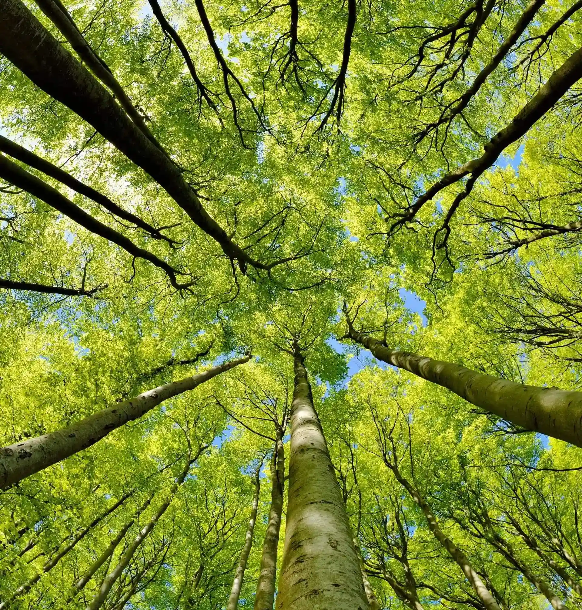 Mahindra Group - Tree Tops Image