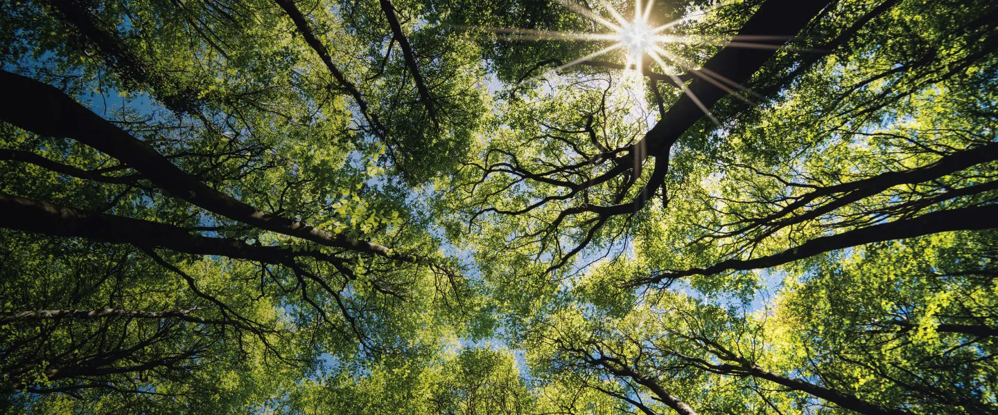 Looking up green forest Photo