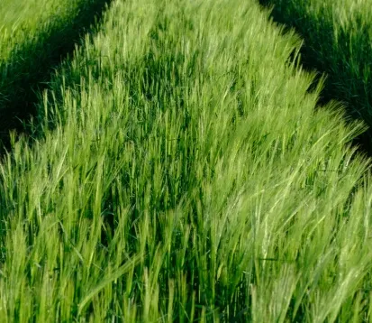 Swaraj Tractors Bats for Farmers with MS Dhoni: Longstanding Customer and  Brand Endorser